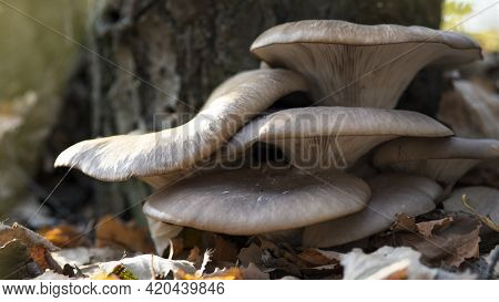 Large Beautiful Mushrooms Pleurotus Ostreatus In The Autumn Forest Near A Tree Among Fallen Leaves