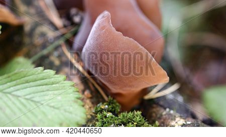 Auricularia Auricula-judae Grows On A Fallen Wood In A Forest Among Moss