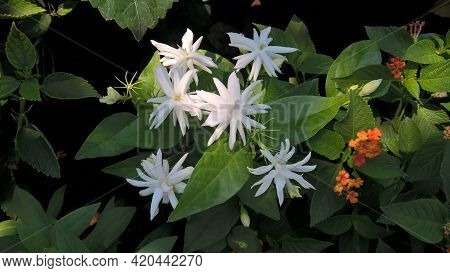 Jasminum Multiflorum, Commonly Known As Star Jasmine