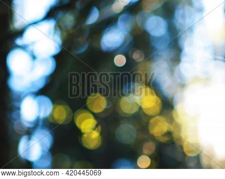 Out Of Focus Forest With Sunlight Bokeh Effect Photo