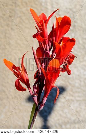 Red Flowers Of Canna Indica, Commonly Known As Indian Shot, African Arrowroot, Edible Canna, Purple 