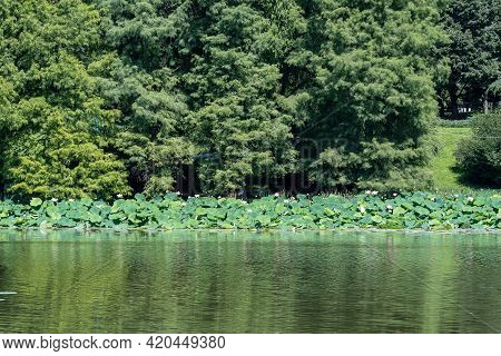 Many Vivid Pink And White Water Lily Flowers (nymphaeaceae) In Full Bloom And Green Leaves On A Wate
