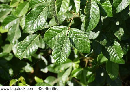 Poison Oak Leaves Close Up For Plant Identification