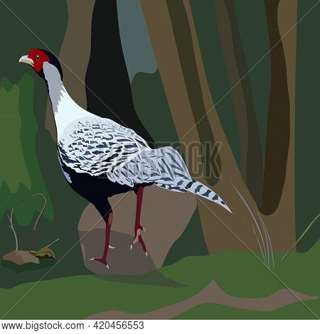 Drawn Pheasant In The Grass Isolated In Background