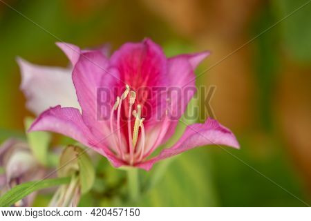 Bauhinia Blakeana There Are Purple Flowers Like Orchid In The Middle Of The Flower S With Long Stran