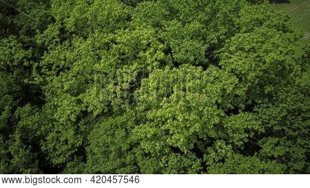 Drones Eye View - Forrest From Above, Aerial Top Down Green Forest Background, Caucasus, Russia.