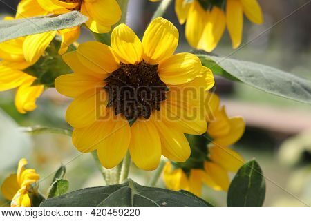 Sunflower With Green Bud Sunflower Blossom - Healthy Lifestyles, Ecology, Organic Farming, Smallhold
