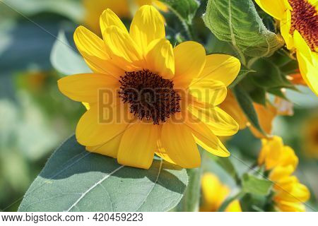 Sunflower With Green Bud Sunflower Blossom - Healthy Lifestyles, Ecology, Organic Farming, Smallhold