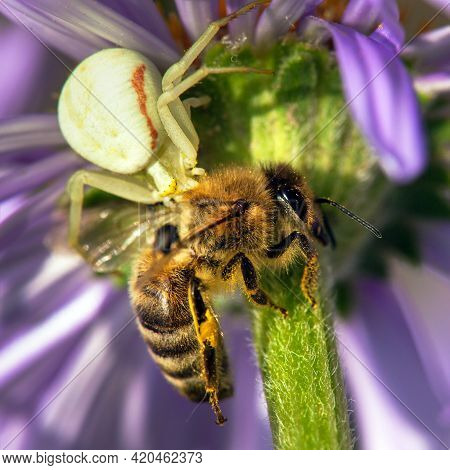 Bee Or Honeybee Killed By A Spider, Hunter And Victim, Apis Mellifera