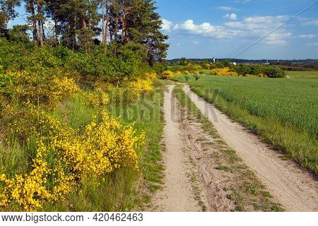 Cytisus Scoparius, The Common Broom Or Scotch Broom Yellow Flowering In Blooming Time And Dirt Road,