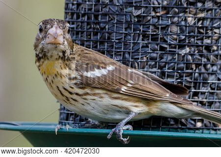 Close Up Of A Female Rose-breasted Grosbeak (pheucticus Ludovicianus) Also Known As A Cut-throat, Pe