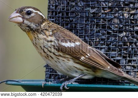 Close Up Of A Female Rose-breasted Grosbeak (pheucticus Ludovicianus) Also Known As A Cut-throat, Pe