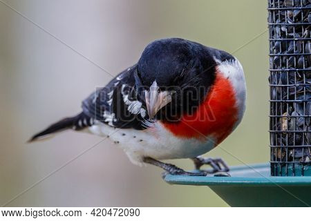 Close Up Of A Male Rose-breasted Grosbeak (pheucticus Ludovicianus) Also Known As A Cut-throat, Perc