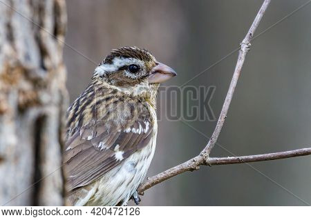 Close Up Of A Female Rose-breasted Grosbeak (pheucticus Ludovicianus) Also Known As A Cut-throat, Pe