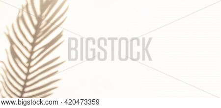 Abstract Shadow Summer Background. Plant Leaf Shadows On White Wall In Abstract Tropical Sunlight Te