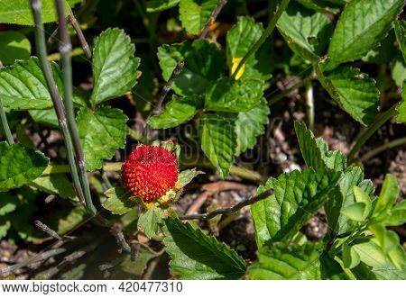 Duchesnea Or Potentilla Indica Or Mock Or False Strawberry Or Indian-strawberry Red Ripe Fruit