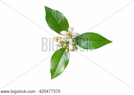Orange Tree White Fragrant Flowers, Buds And Leaves Isolated On White. Neroli Blossom.