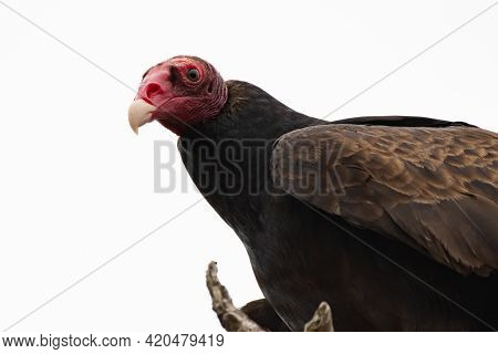 Large Turkey Vulture With Red Beak And White Tip Looks Down From Perch With Watchful Eyes In The Est
