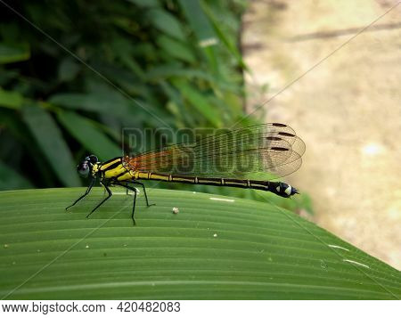 Picture Of Yellow Damselfly With Black Stripes. Black Marsh Dart Damselfly Or Onychargia Atrocyana