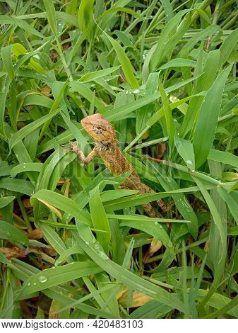 Picture Of Female Oriental Garden Lizard In Grass. Himachal Pradesh India