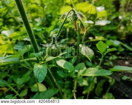 Spinach (spinacia Oleracea) Is A Leafy Green Flowering Plant Native To Central And Western Asia. It 