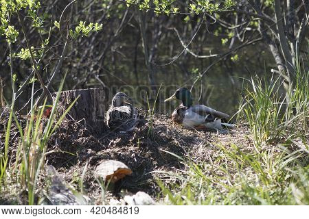 A Pair Of Wild Mallard Ducks Sit On Their Nest In The Spring, Waiting For Their Offspring. Hatching 