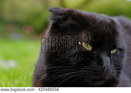 Ticks In A Cat.tick Season. Ticks In Animals.