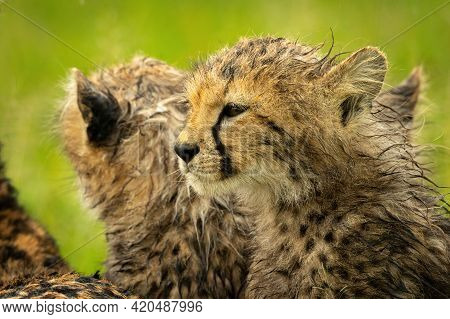 Close-up Of Cheetah Cub Sitting With Another