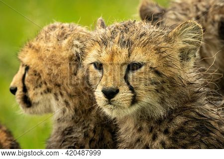 Close-up Of Cheetah Cub Sitting Beside Another