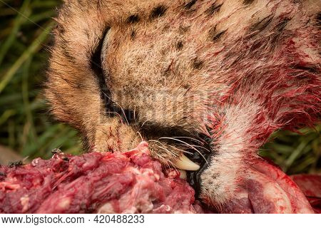 Close-up Of Cheetah Gnawing On Bloody Carcase