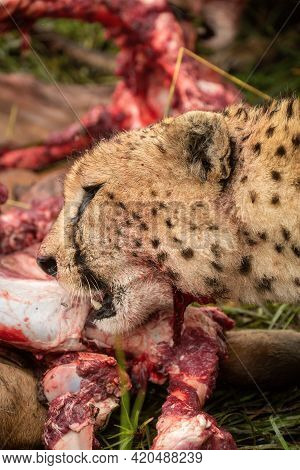 Close-up Of Cheetah Head With Bloody Carcase