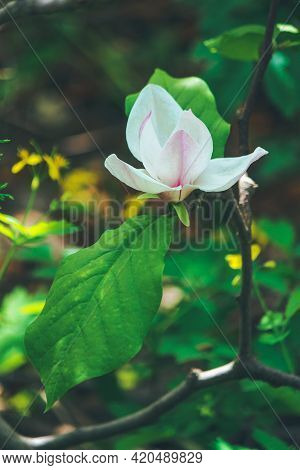 Beautiful White And Pink Flower In The Rays Of The Summer Sun