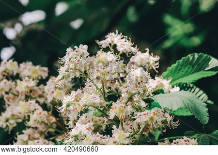 Bunches Of Chestnut Flowers On A Sunny May Day