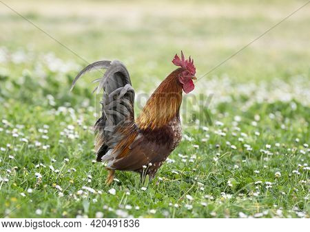 Serama Chicken In A Garden In Spring