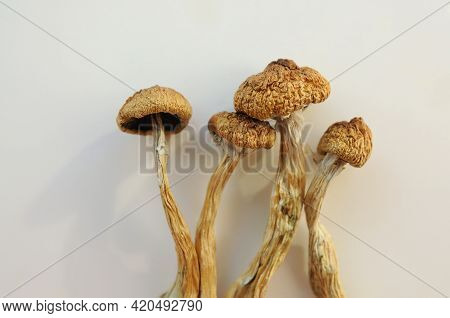 Psilocybe Cubensis Mushrooms Isolated On White Background. Psilocybin Psychedelic Magic Mushrooms Go