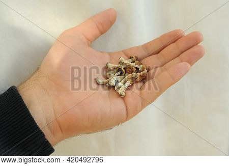 Psilocybe Cubensis Mushrooms In Man's Hand On White Background. Psilocybin Psychedelic Magic Mushroo