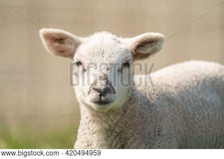 A Newborn Lambs Head. The White Lamb Looks Straight Into The Camera. On A Spring Morning
