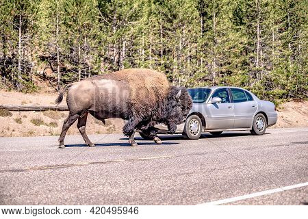 Bison At Yeallowstone National Park In Wyoming