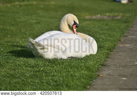 Beautiful Low Ground Closeup View Of Big White Swan (cygnus) Resting In Sunshine On The Lawn Beside 