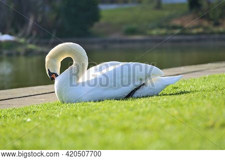 Beautiful Low Ground Closeup View Of Big White Swan (cygnus) Resting In Sunshine On The Lawn Beside 