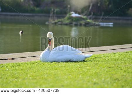 Beautiful Low Ground Closeup View Of Big White Swan (cygnus) Resting In Sunshine On The Lawn Beside 