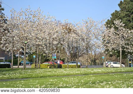 Beautiful Distant View Of Delicate Spring White Cherry (prunus Shogetsu Oku Miyako) Blossom Flowerin