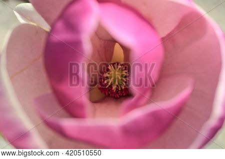 Beautiful Macro View Of Pink Chinese Saucer Magnolia (magnolia Soulangeana) Tree Blossoms Tepals And