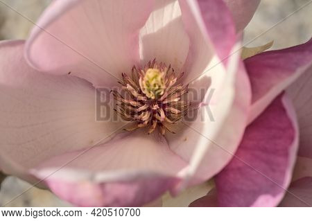 Beautiful Macro View Of Pink Chinese Saucer Magnolia (magnolia Soulangeana) Tree Blossoms Tepals And