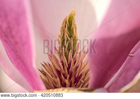 Beautiful Macro View Of Pink Chinese Saucer Magnolia (magnolia Soulangeana) Tree Blossoms Tepals And