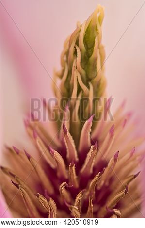 Beautiful Macro View Of Pink Chinese Saucer Magnolia (magnolia Soulangeana) Tree Blossoms Tepals And