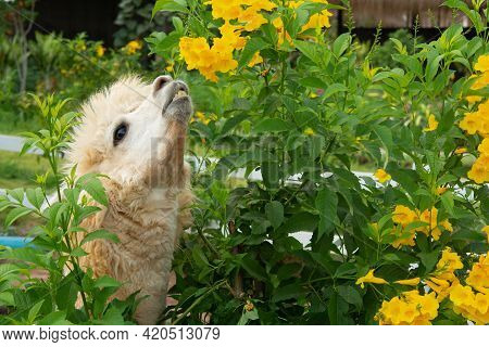 White Alpaca Is Enjoying Eating A Leaf