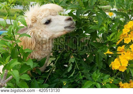 White Alpaca Is Enjoying Eating A Leaf