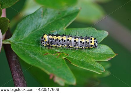 Closeup Of The Colorful Caterpillar Of The Figure Of Eight Moth,  Diloba Caeruleocephala On A Leaf O