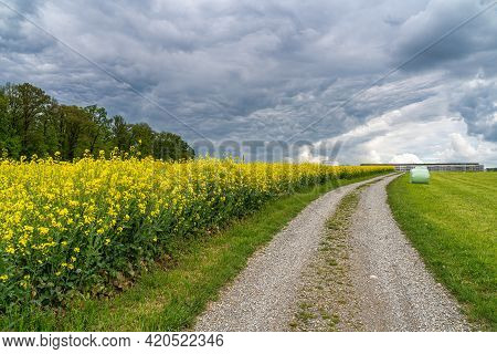 Dramatic Cloudy Skiy And Moody Atmosphere Above The Rapeseed Field In Regensdorf, Switzerland